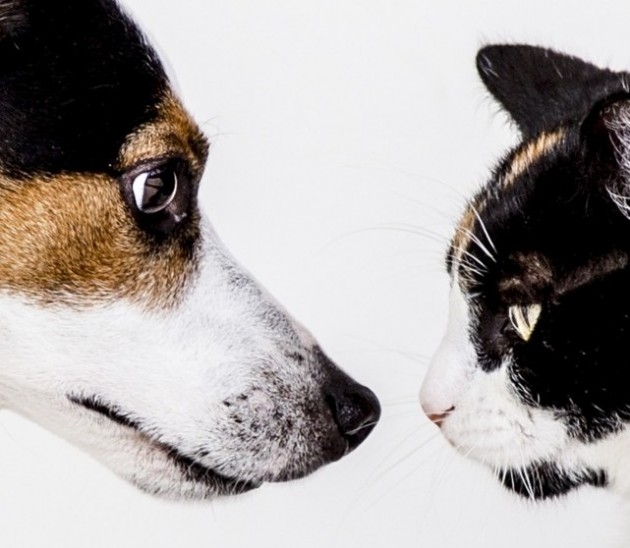 Cats vs. Dogs Which Causes the Most Property Damage Uloop